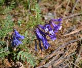 Vicia sosnowskyi. Верхушка побега с соцветием. Кабардино-Балкария, Эльбрусский р-н, долина р. Адыр-Су, ≈ 1800 м н.у.м., опушка соснового леса. 12.07.2016.