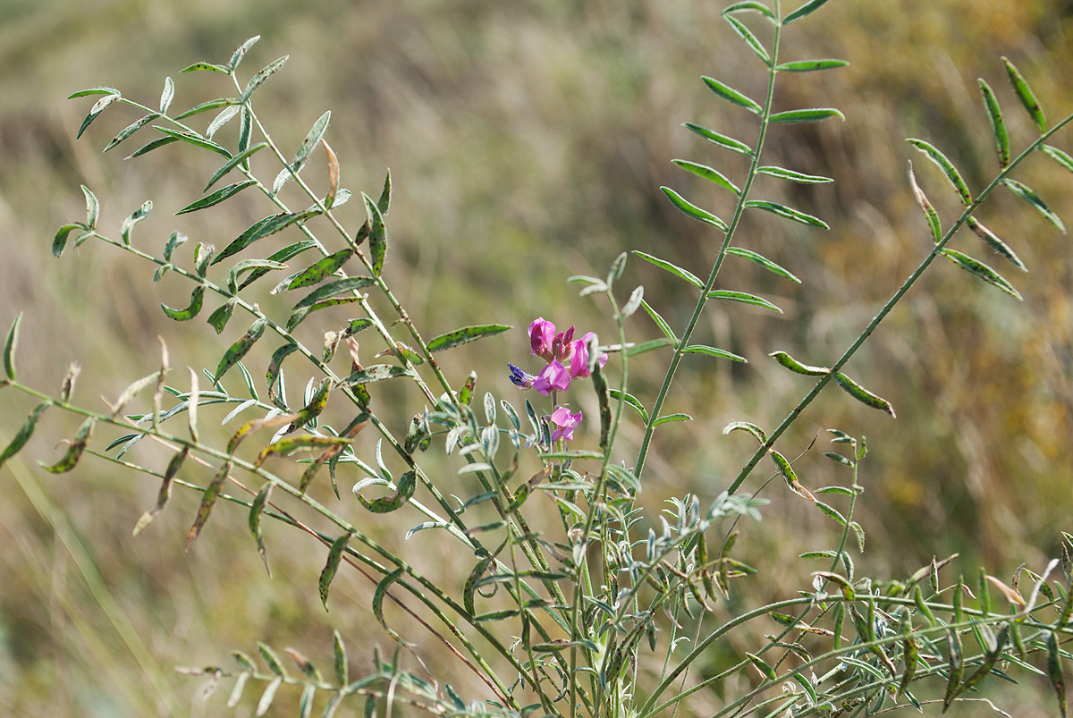 Image of Oxytropis floribunda specimen.