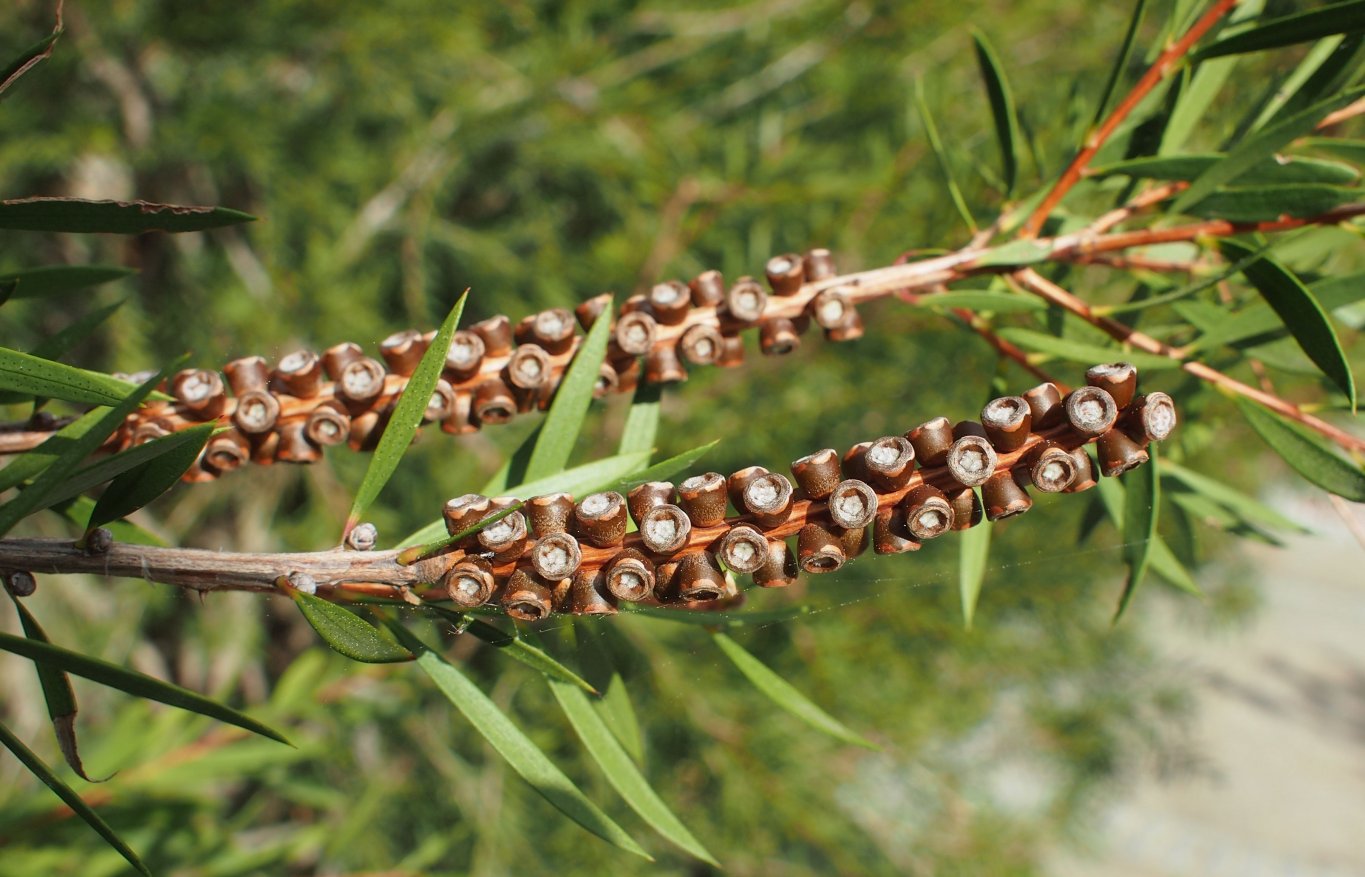 Изображение особи род Callistemon.