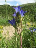 Gentiana olivieri