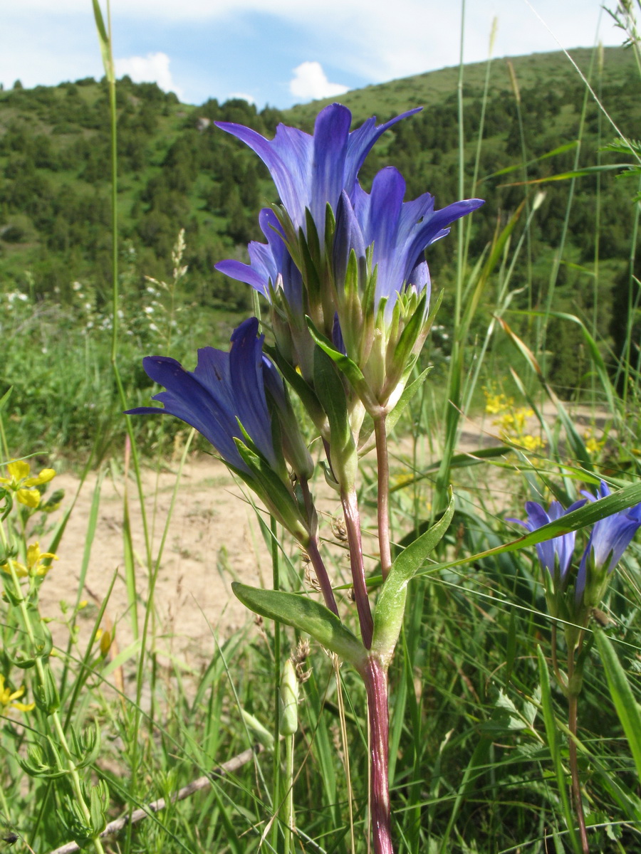 Изображение особи Gentiana olivieri.