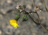 Sonchus oleraceus