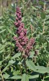 Spiraea douglasii