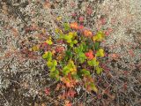 Potentilla rupifraga