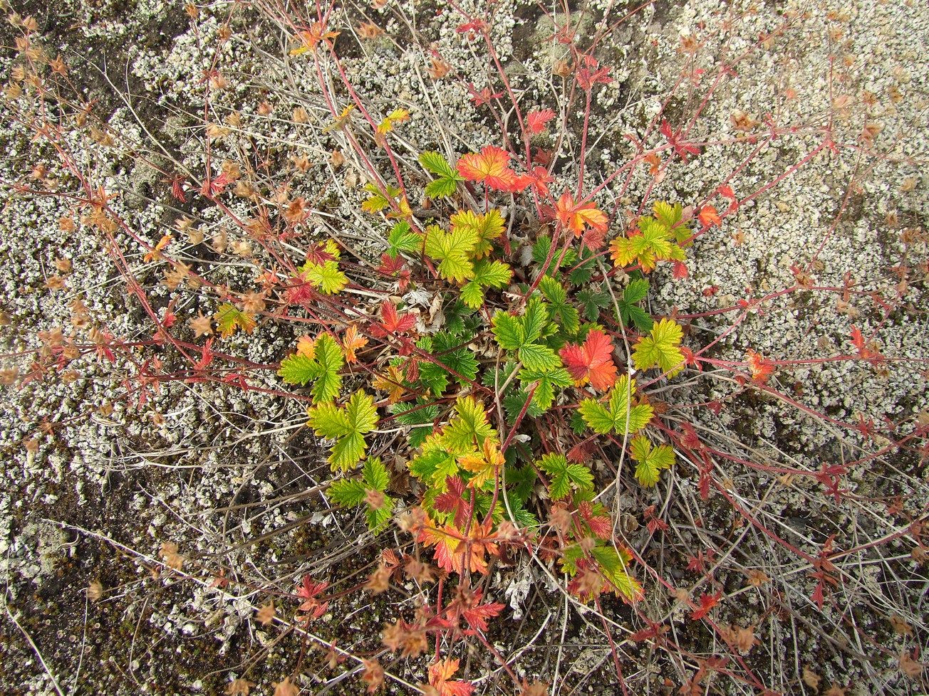 Image of Potentilla rupifraga specimen.