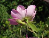 genus Rosa