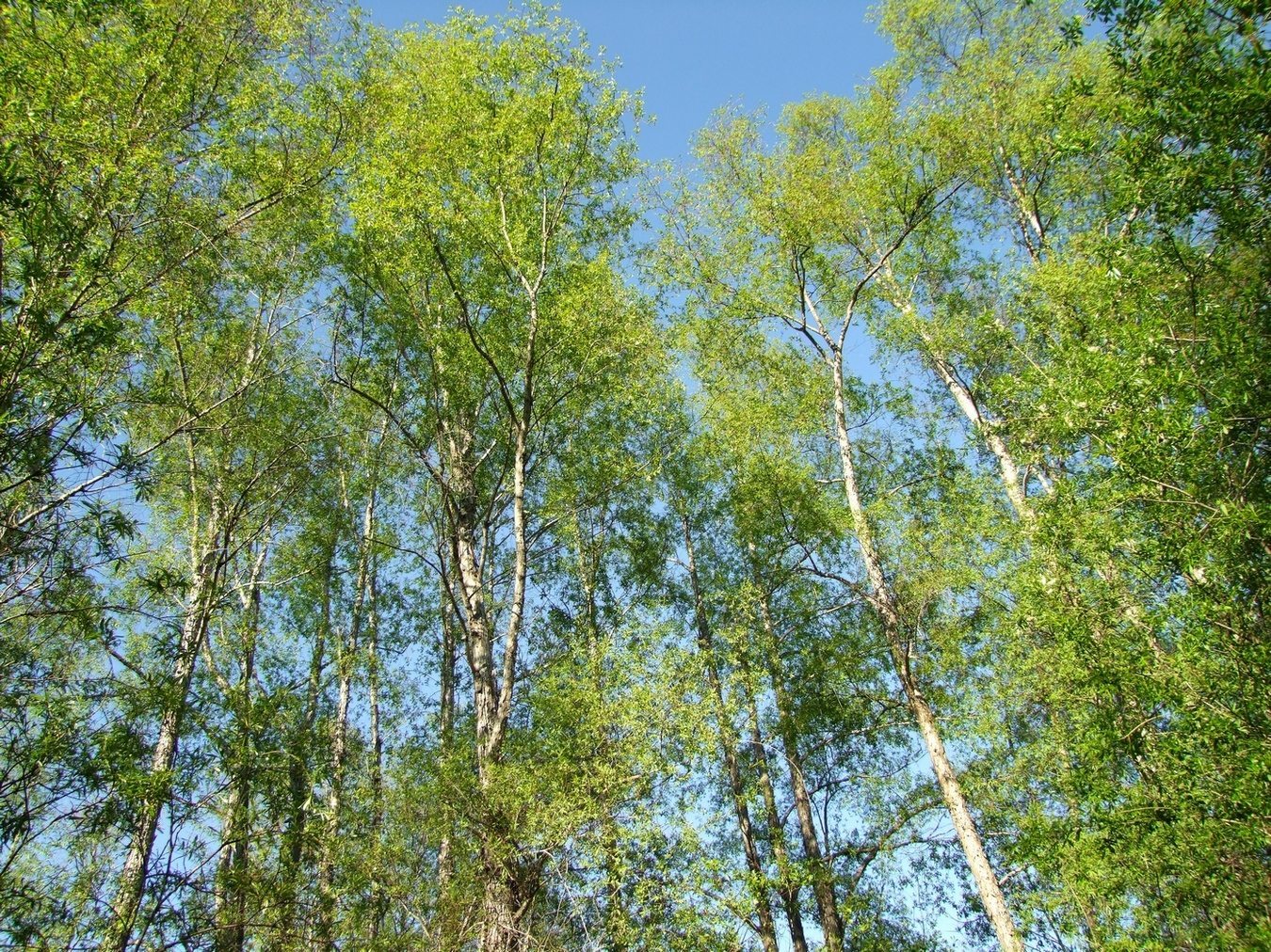 Image of Chosenia arbutifolia specimen.