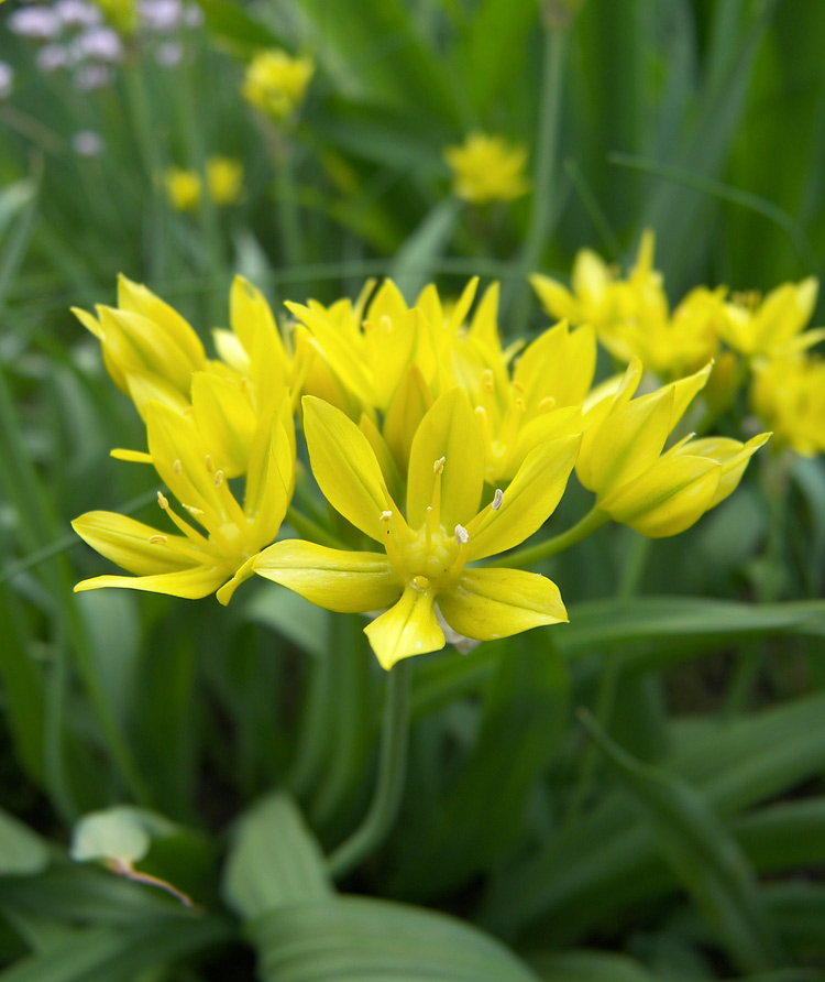 Image of Allium moly specimen.