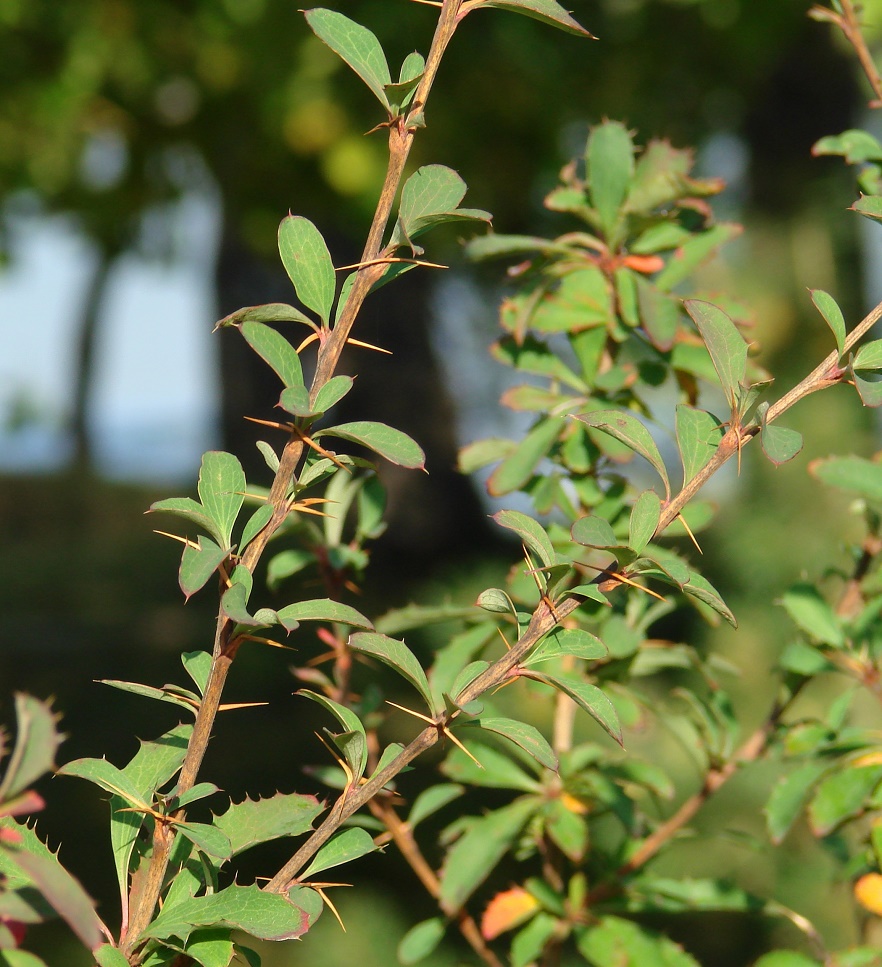 Image of Berberis sibirica specimen.