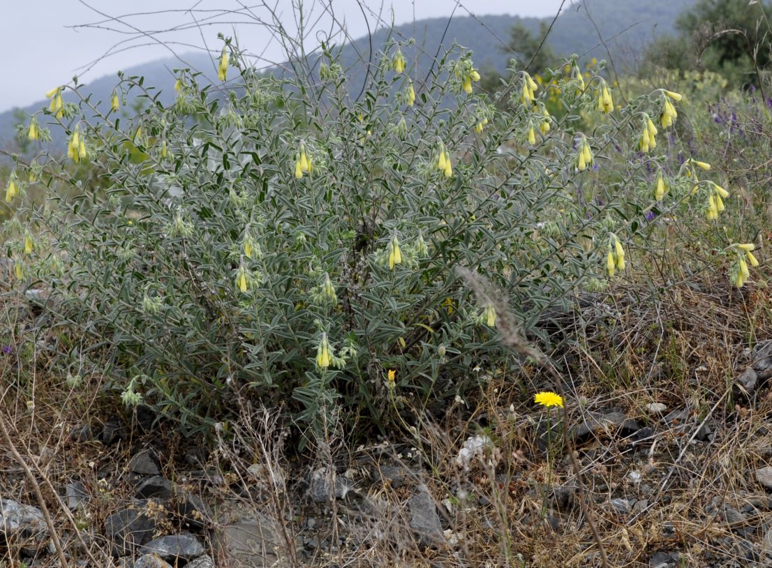 Image of Onosma heterophylla specimen.