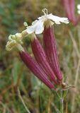 Silene caucasica