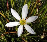 Zephyranthes candida