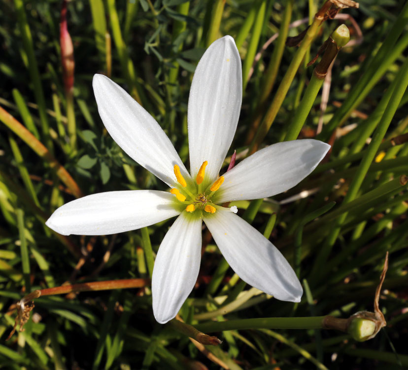 Image of Zephyranthes candida specimen.