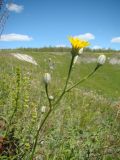 Crepis pannonica. Верхушка побега с соцветиями-корзинками. Ульяновская обл., Карсунский р-н, окр. с. Теньковка, гряда мергелисто-меловых склонов к р. Урень и её правому притоку к северу и востоку от села. 7 июля 2015 г.