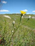 Crepis pannonica. Верхушка побега с соцветиями-корзинками. Ульяновская обл., Карсунский р-н, окр. с. Теньковка, гряда мергелисто-меловых склонов к р. Урень и её правому притоку к северу и востоку от села. 7 июля 2015 г.