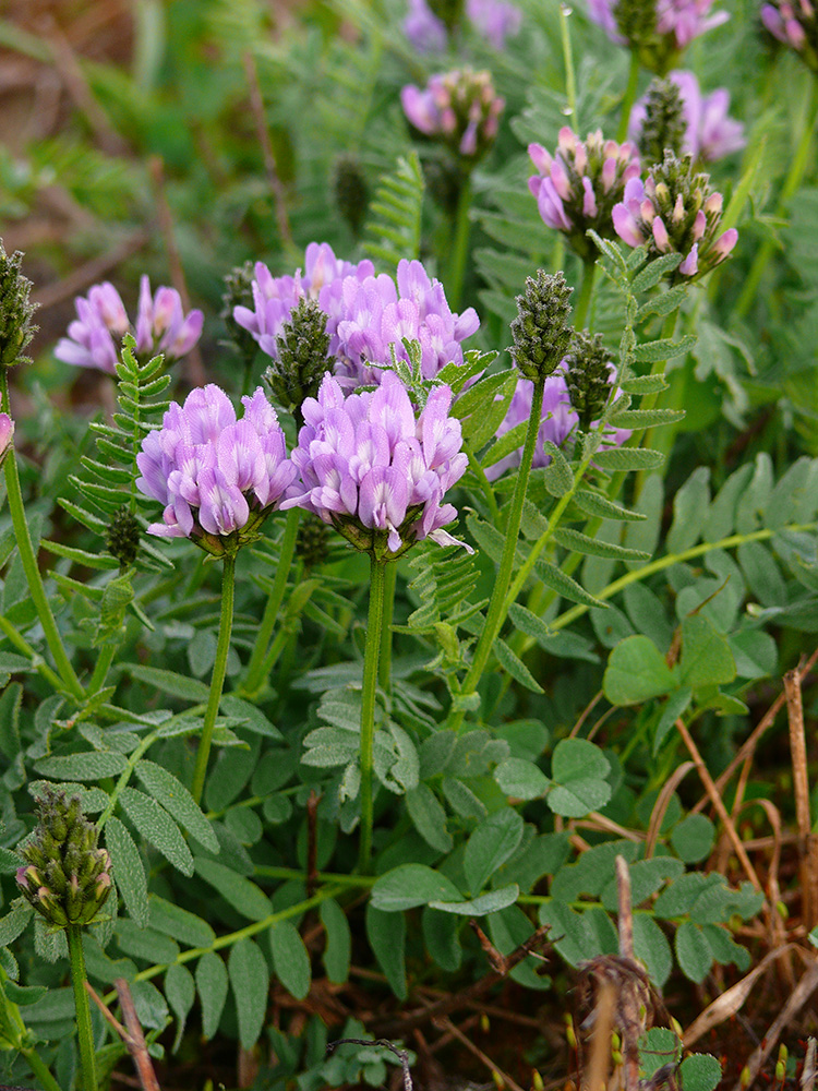 Изображение особи Astragalus danicus.