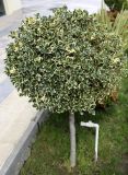 Ilex aquifolium