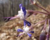 Trachystemon orientalis. Цветки. Краснодарский край, Туапсинский р-н, гора Индюк, каштаново-дубово-буковый лес на склоне. 01.04.2017.