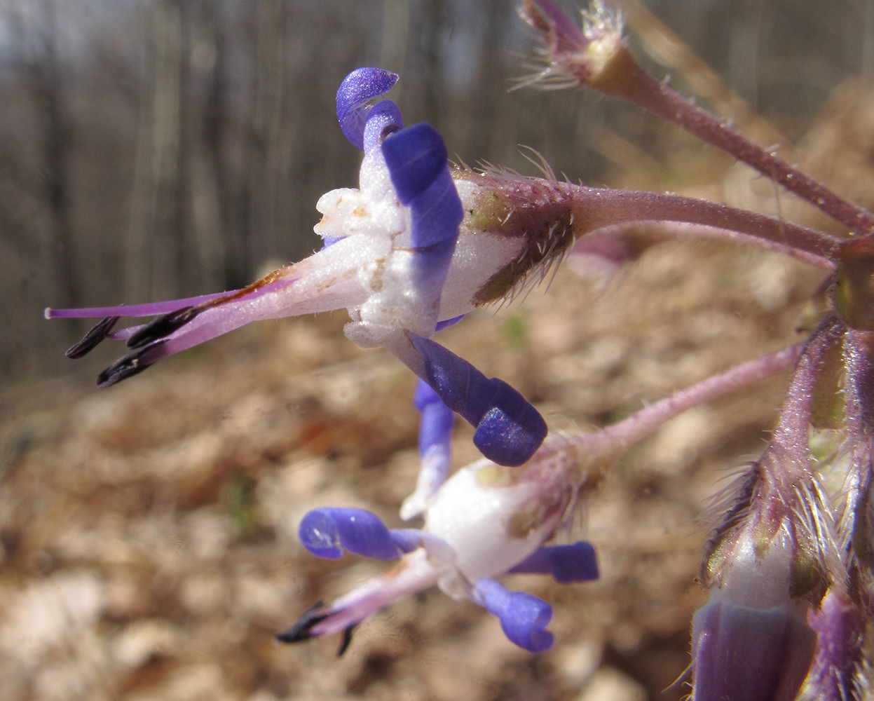 Изображение особи Trachystemon orientalis.