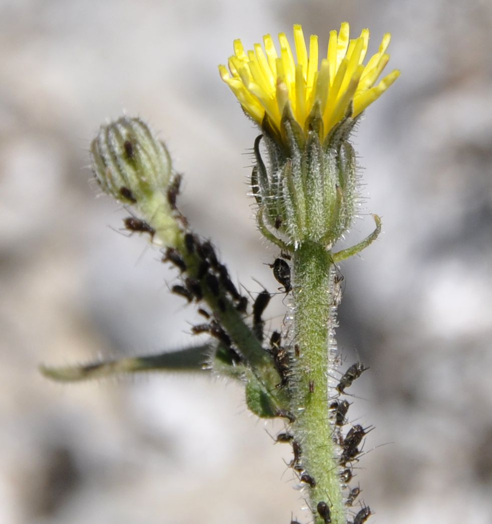 Изображение особи Picris pauciflora.