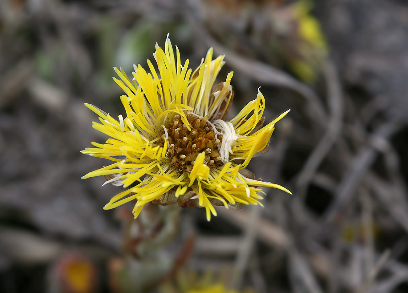 Image of Tussilago farfara specimen.