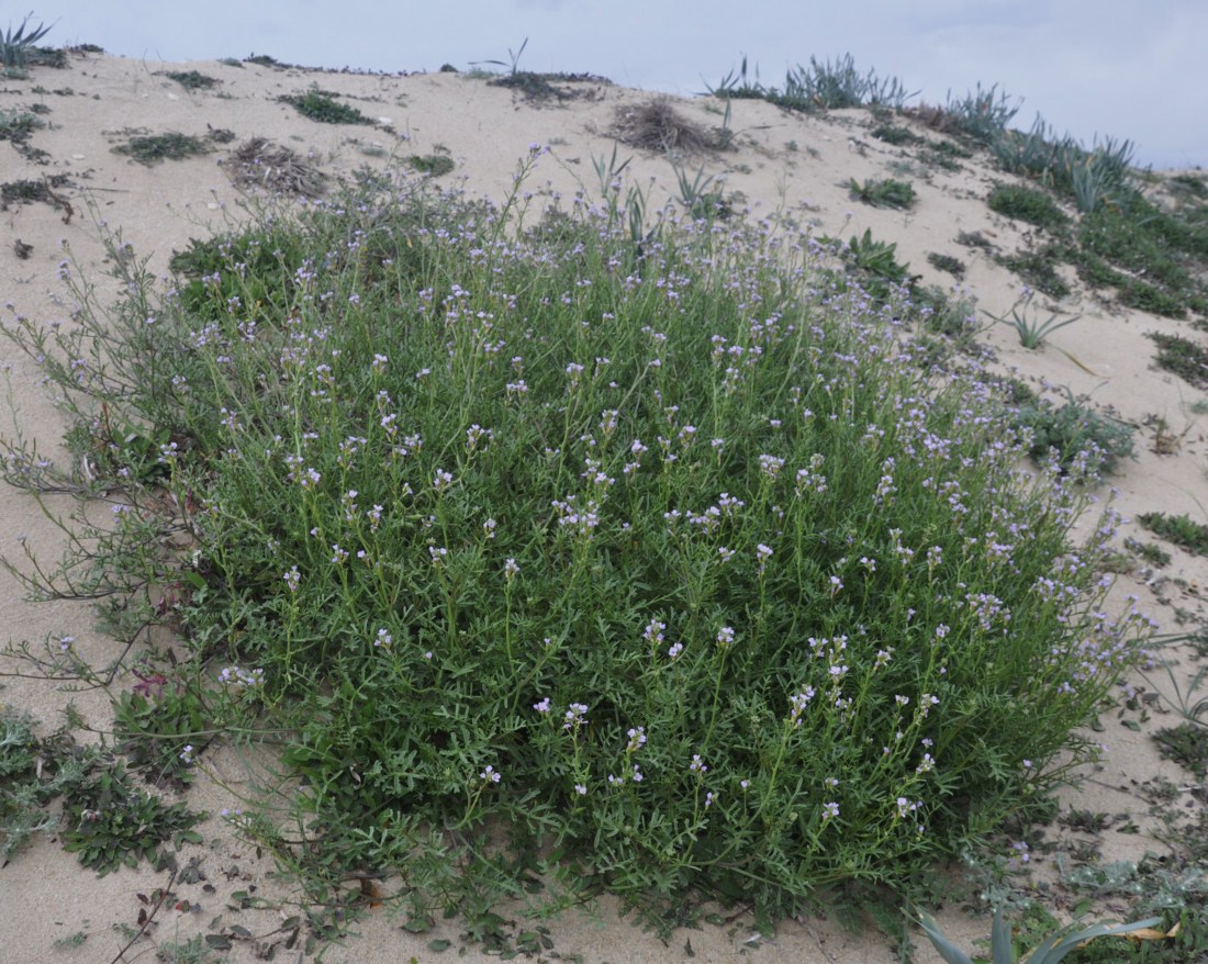 Image of Cakile maritima specimen.