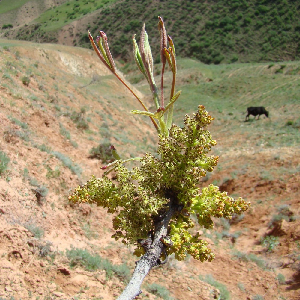 Image of Pistacia vera specimen.