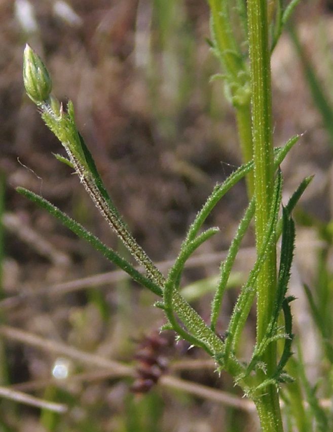 Изображение особи Crupina vulgaris.