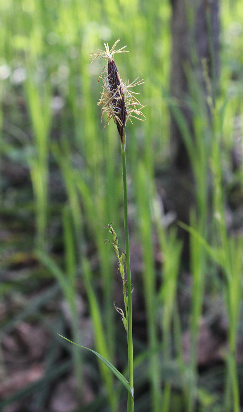 Изображение особи Carex pilosa.