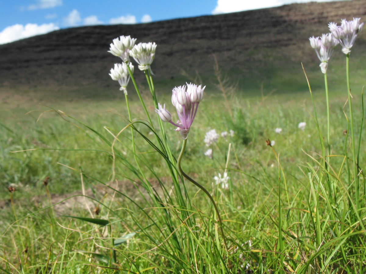 Image of Allium parvulum specimen.