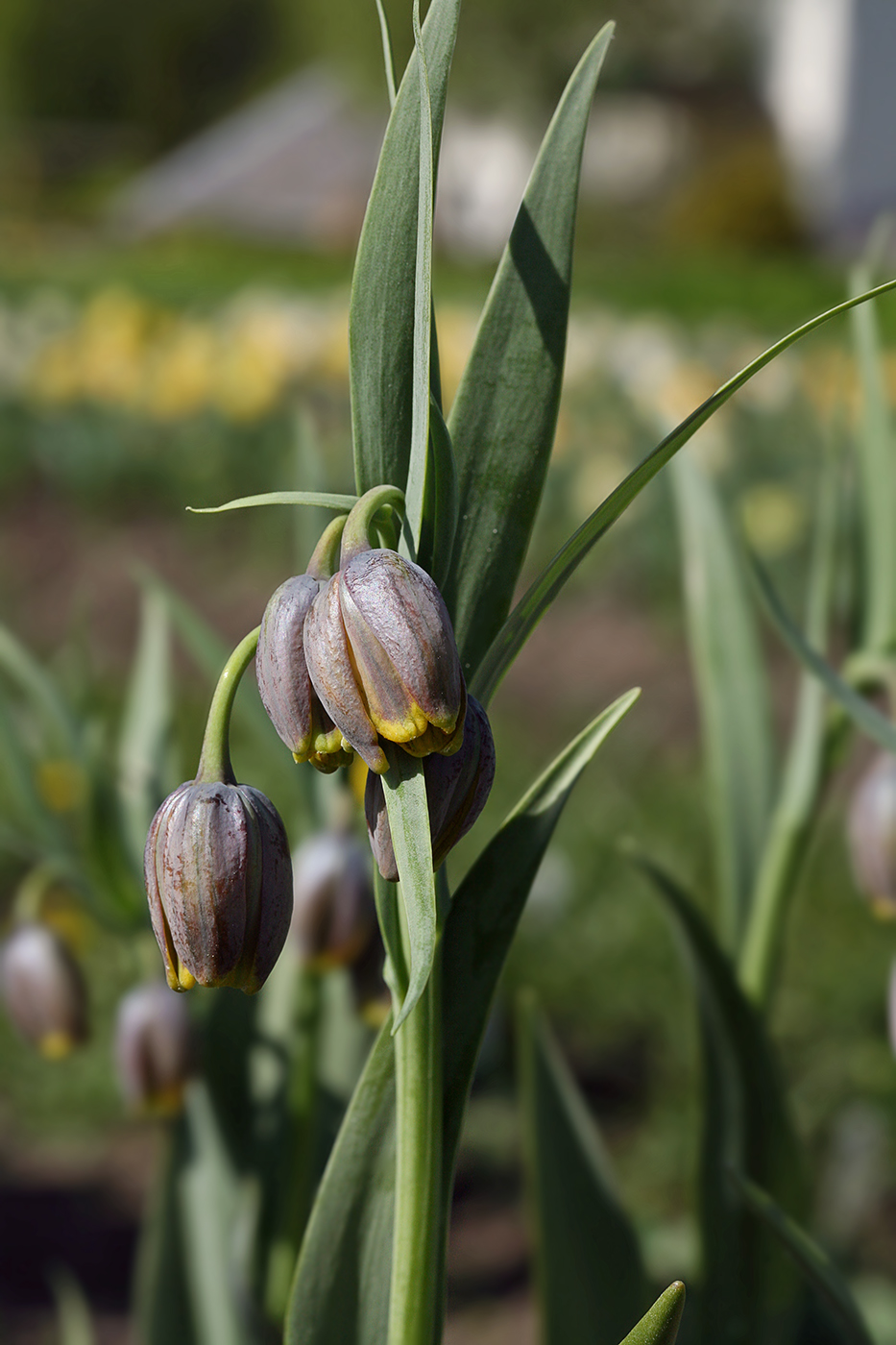 Изображение особи Fritillaria uva-vulpis.