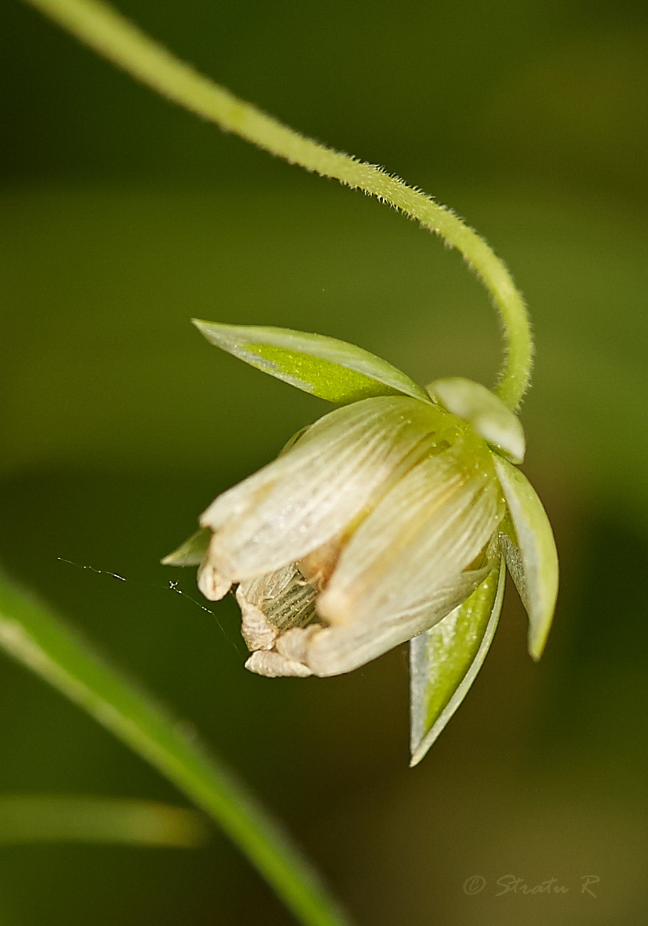 Image of Stellaria holostea specimen.