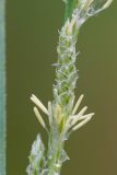 Carex canescens