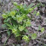 Helleborus cyclophyllus