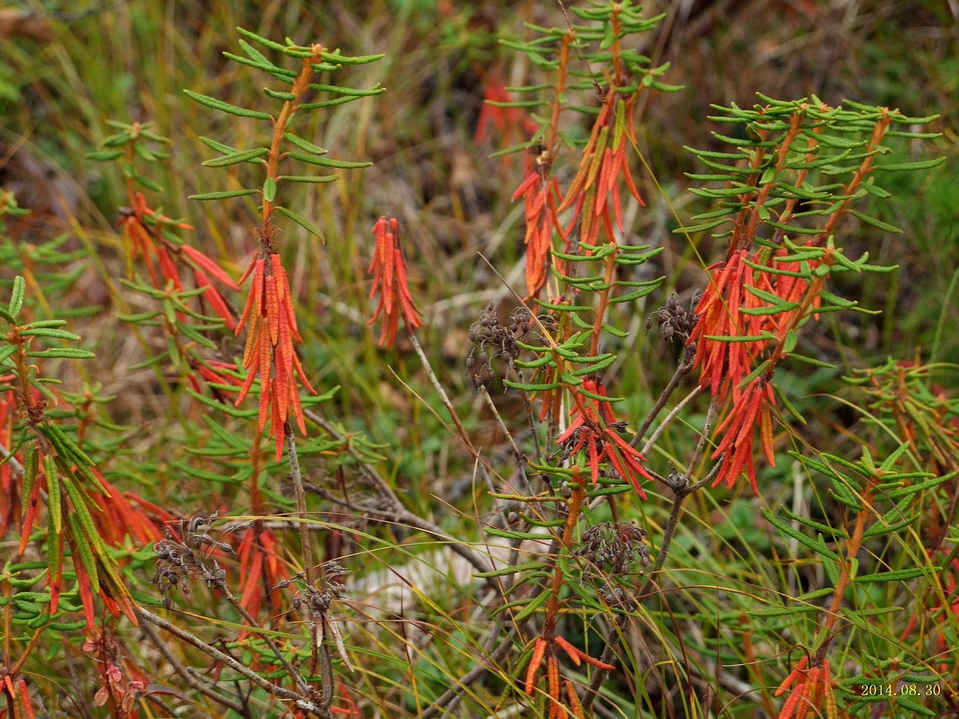 Изображение особи Ledum decumbens.