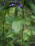 Solanum dulcamara. Листья. Пермский край, г. Пермь, Кировский р-н, разреженный сосновый бор. 09.07.2017.