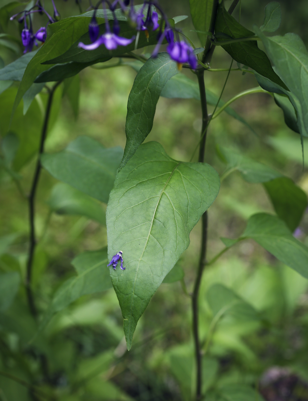 Изображение особи Solanum dulcamara.