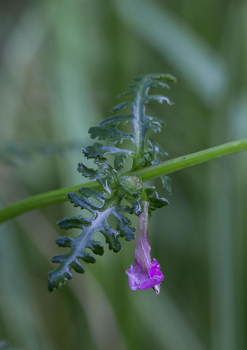 Изображение особи Pedicularis palustris.