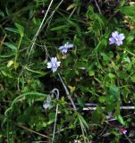 Epilobium anagallidifolium. Побеги цветущих растений. Карачаево-Черкесия, Тебердинский заповедник, хр. Малая Хатипара, луг по берегу горного озера. 31.07.2017.