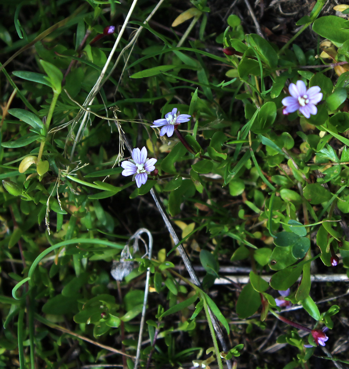 Image of Epilobium anagallidifolium specimen.