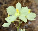 Delphinium semibarbatum. Верхушка соцветия. Узбекистан, Кашкадарьинская обл., Шахрисабзский р-н, зап. отроги Гиссарского хр., окр. кишлака Хумман, склон возвышенности Сарбант. 11.06.2017.