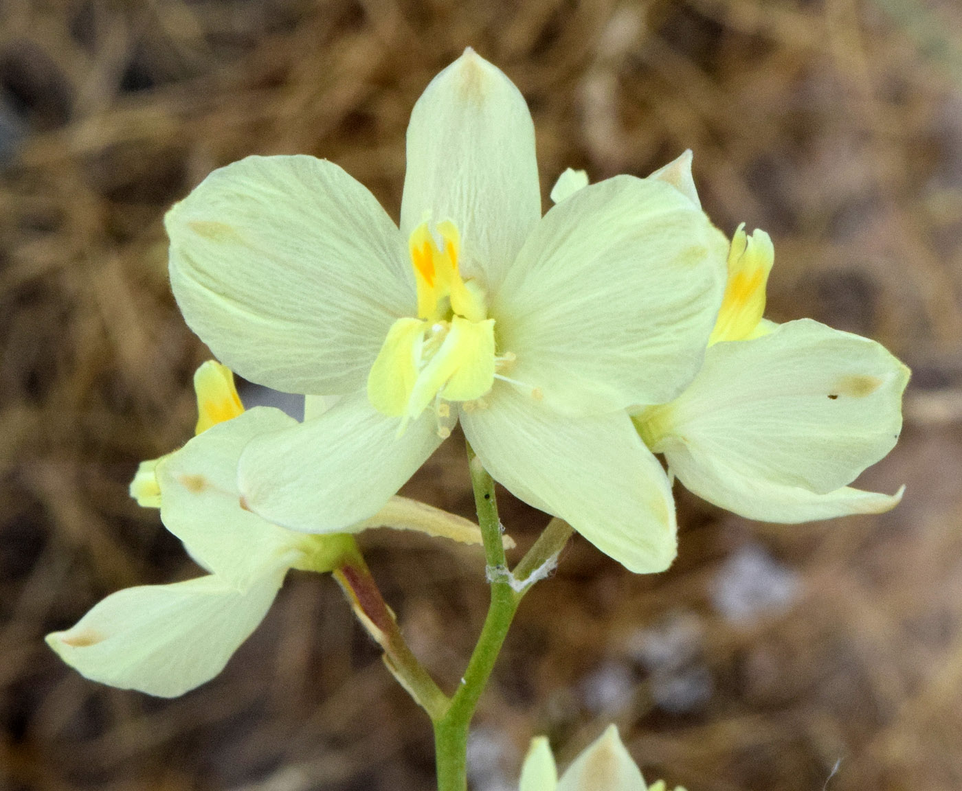 Изображение особи Delphinium semibarbatum.