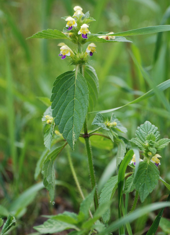 Image of Galeopsis speciosa specimen.