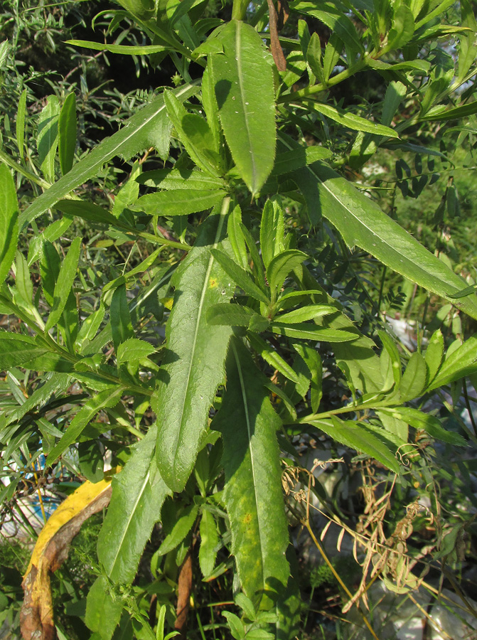 Изображение особи Cirsium setosum.