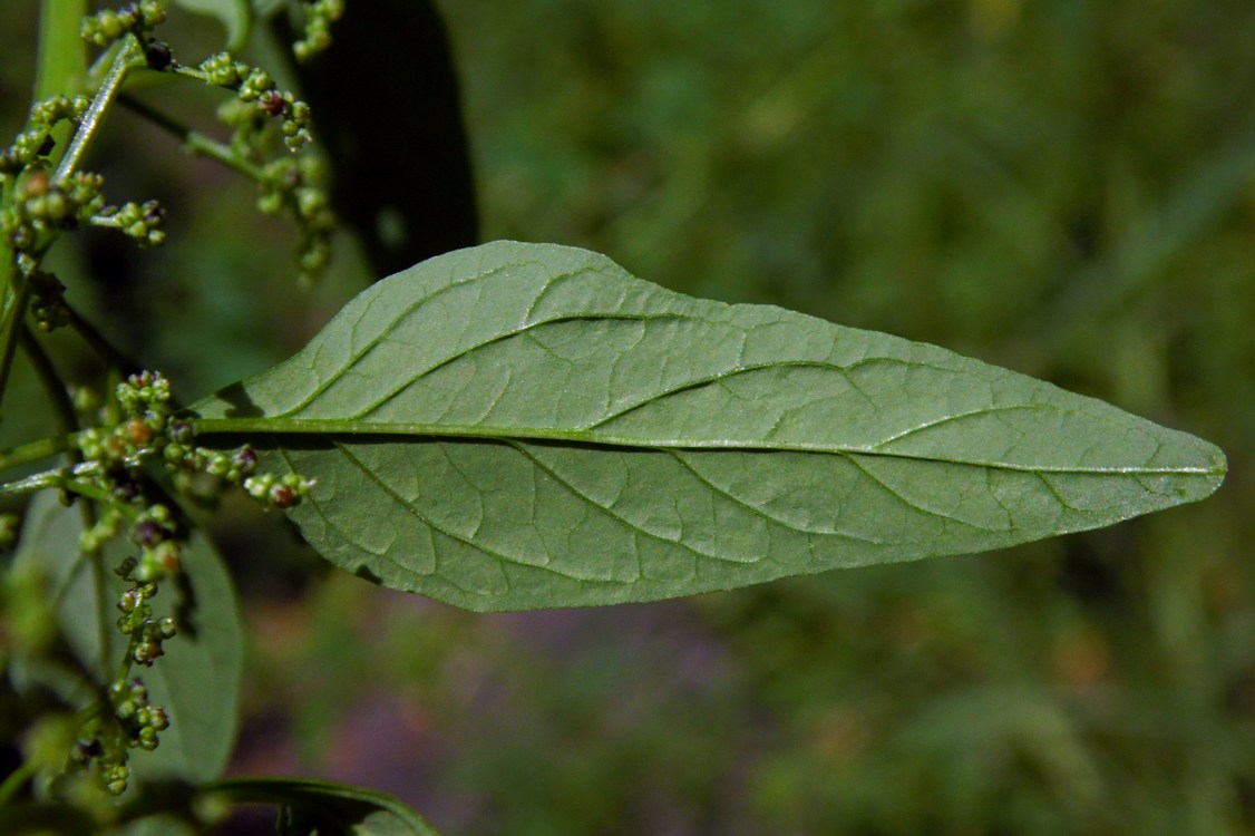 Изображение особи Lipandra polysperma.