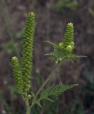 Ambrosia artemisiifolia