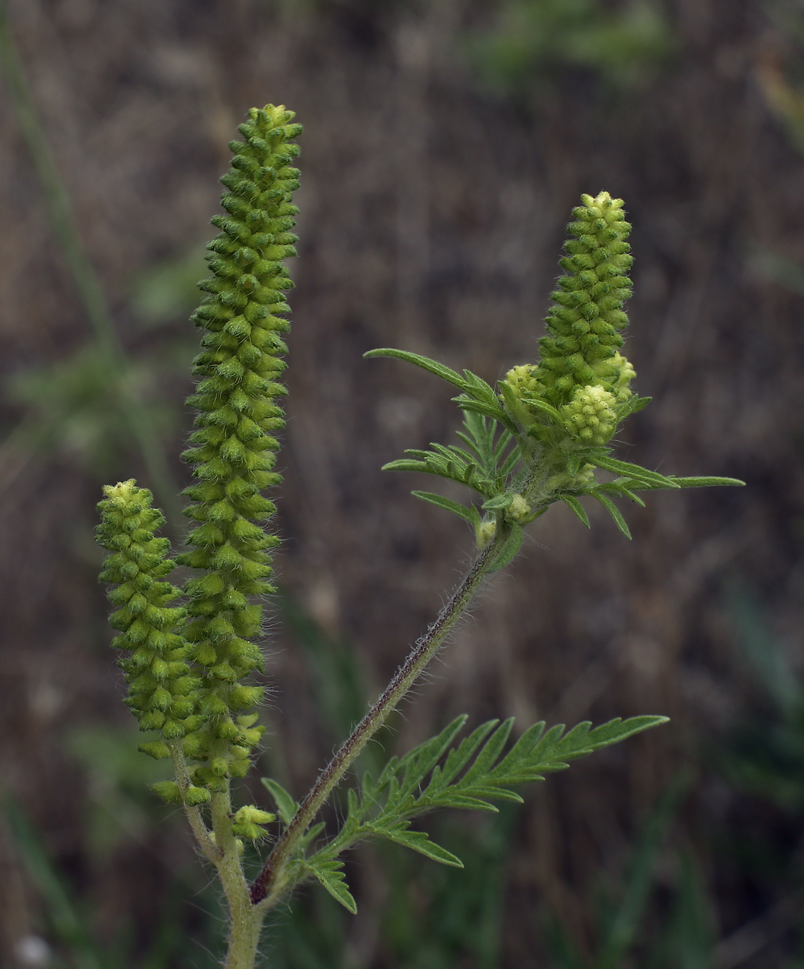 Изображение особи Ambrosia artemisiifolia.