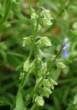 Polygala amarella