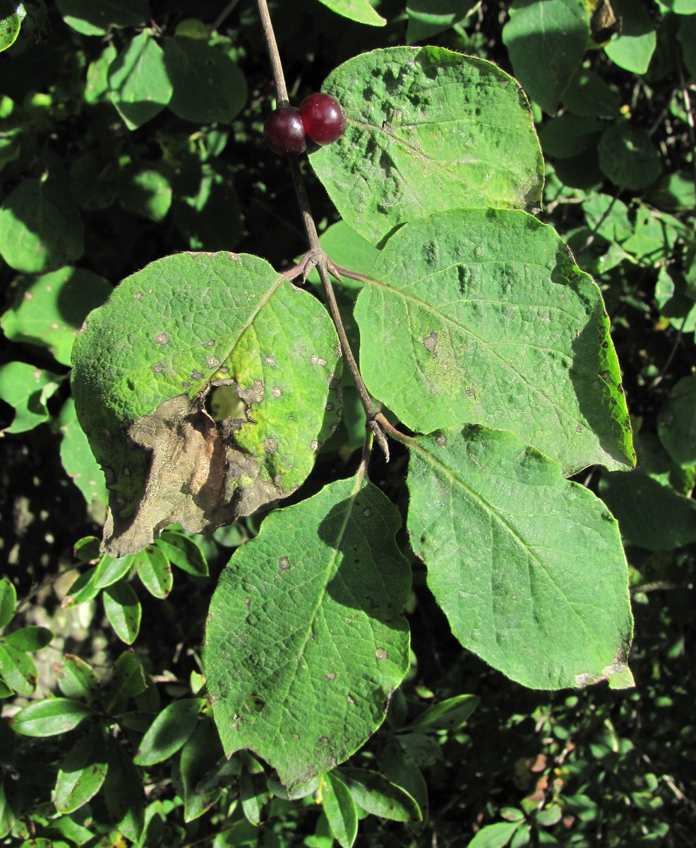 Изображение особи Lonicera steveniana.