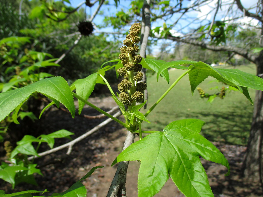 Изображение особи Liquidambar styraciflua.